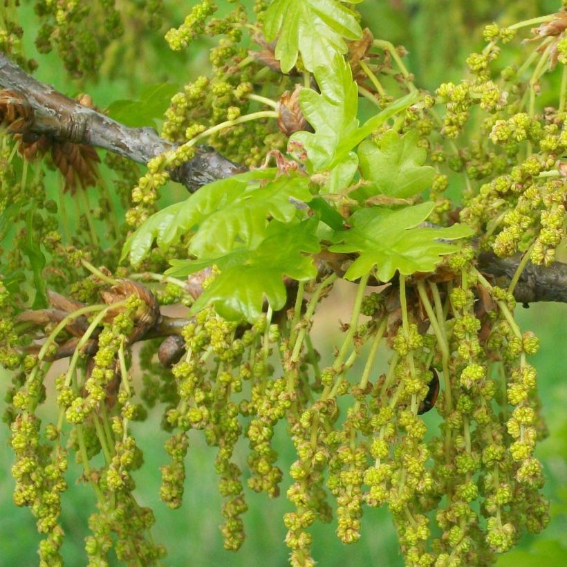 English Oak - Quercus robur (Flowering)