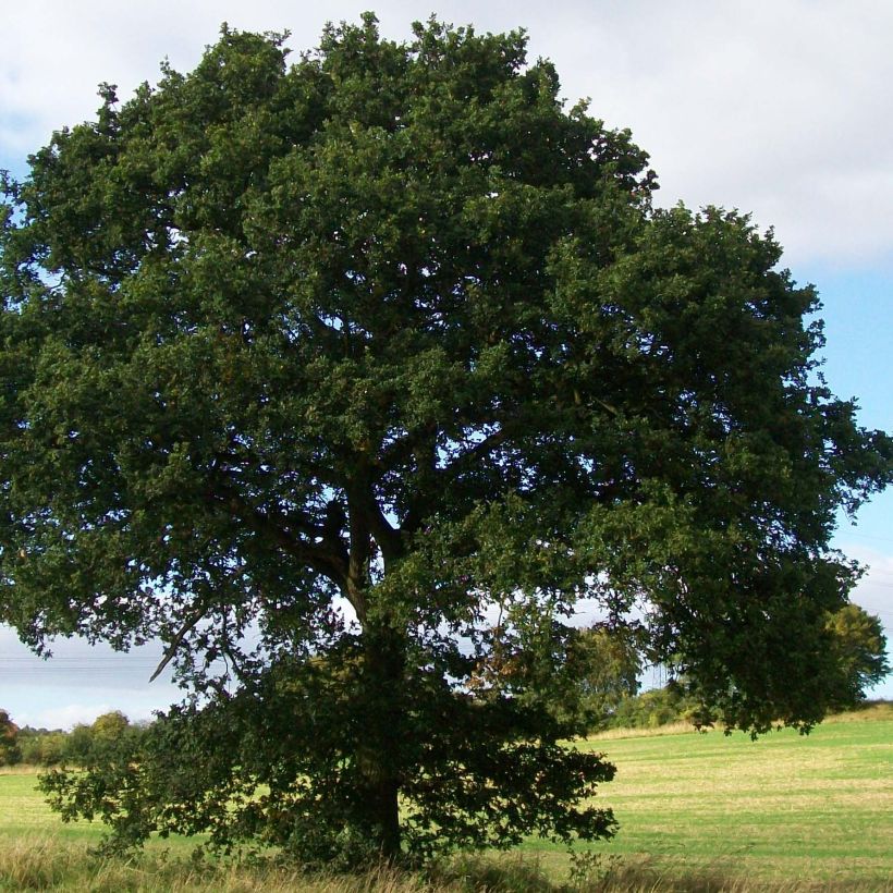 English Oak - Quercus robur (Plant habit)