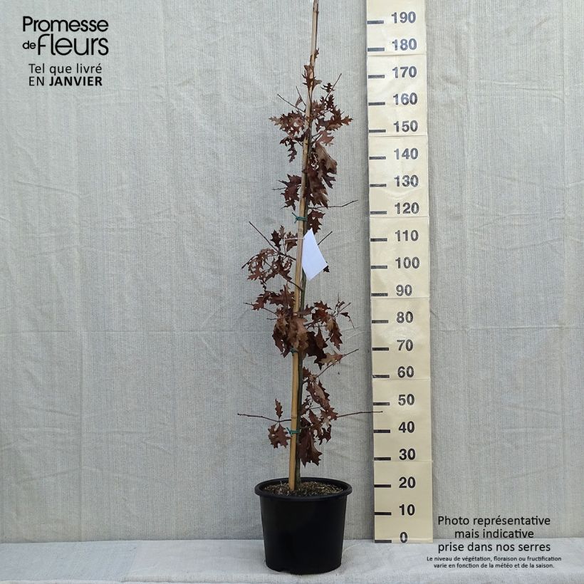 Quercus texana (nuttallii) New Madrid 7.5L/10L pot sample as delivered in winter