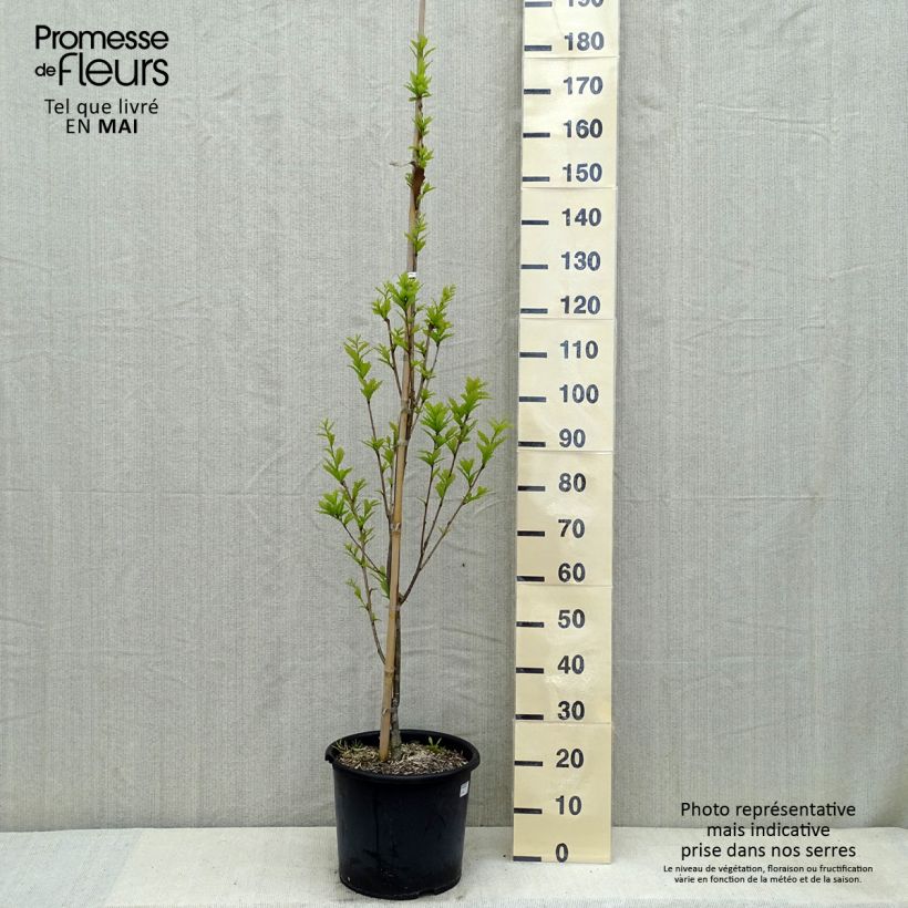 Quercus warei Windcandle 7.5L/10L pot sample as delivered in spring