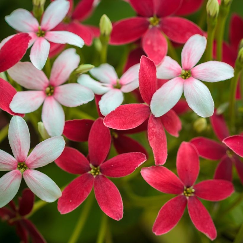 Quisqualis indica - Rangoon creeper (Flowering)