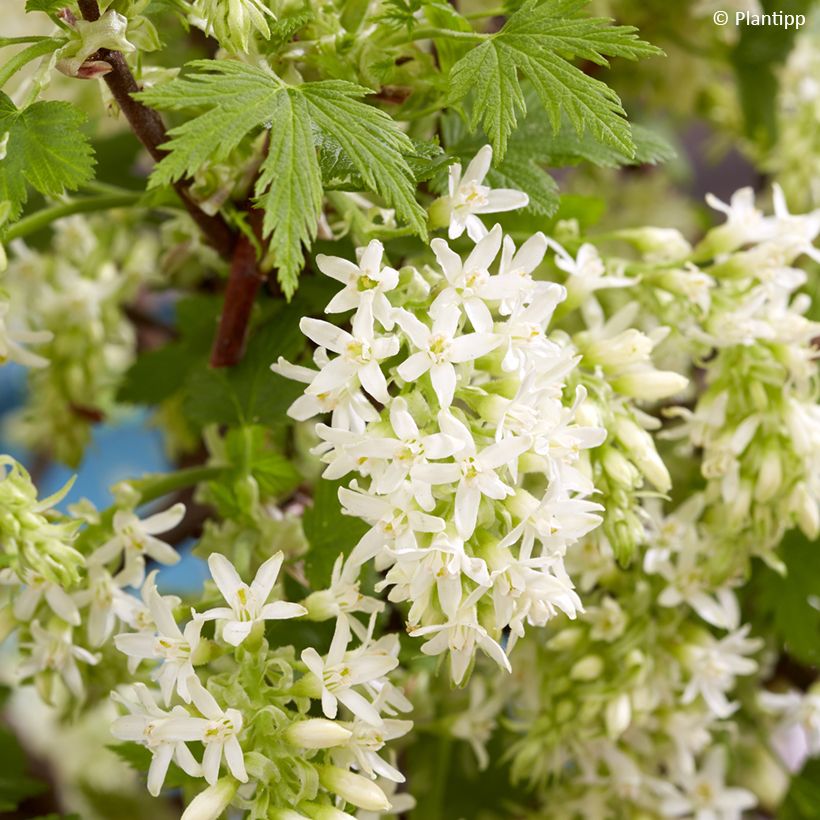 Ribes sanguineum Oregon Snowflake (Flowering)