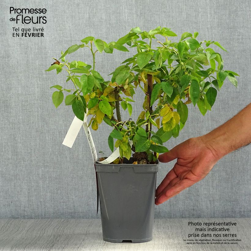 Rosa Henri Delbard - Hybrid Tea Rose 3L/4L pot sample as delivered in autumn