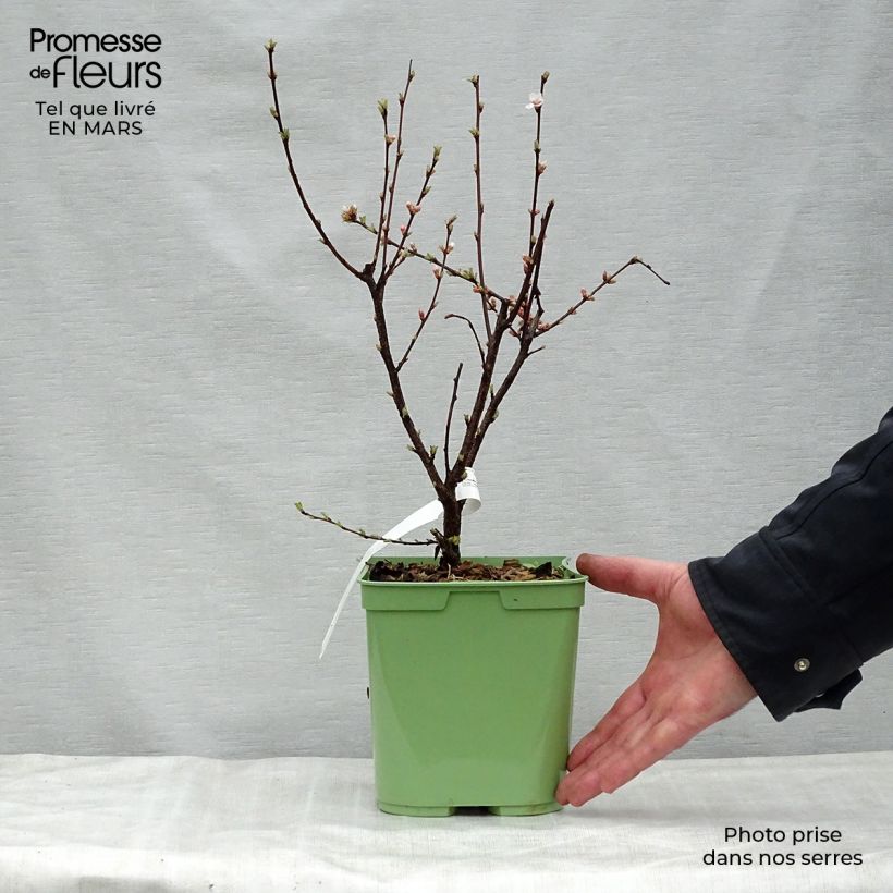 Prunus tomentosa - Nanking Cherry 2L/3L pot sample as delivered in spring