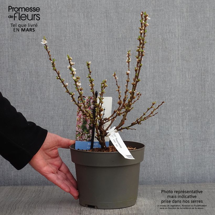 Prunus tomentosa - Nanking Cherry 2L/3L pot sample as delivered in winter