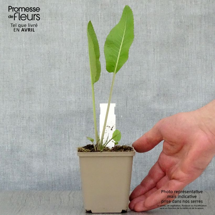 Horseradish - Armoracia rusticana - German Mustard 7/8 cm pot sample as delivered in spring