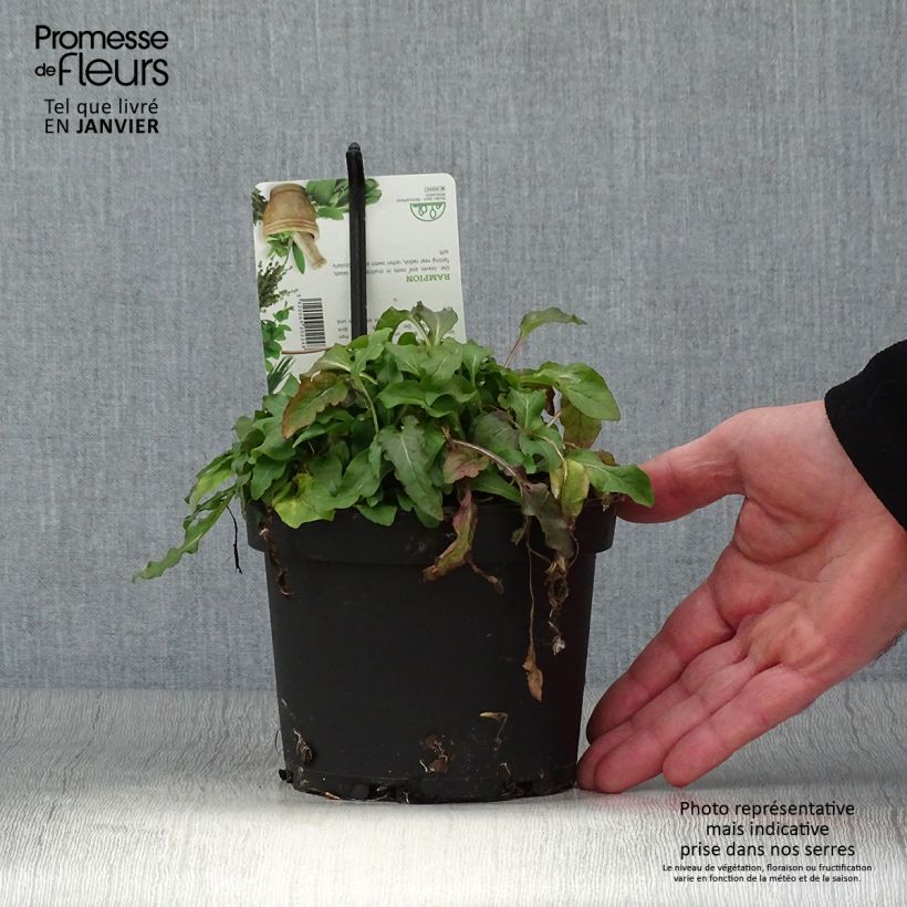 Example of Campanula rapunculus - Rampion 1.5L/2L pot as you get in hiver