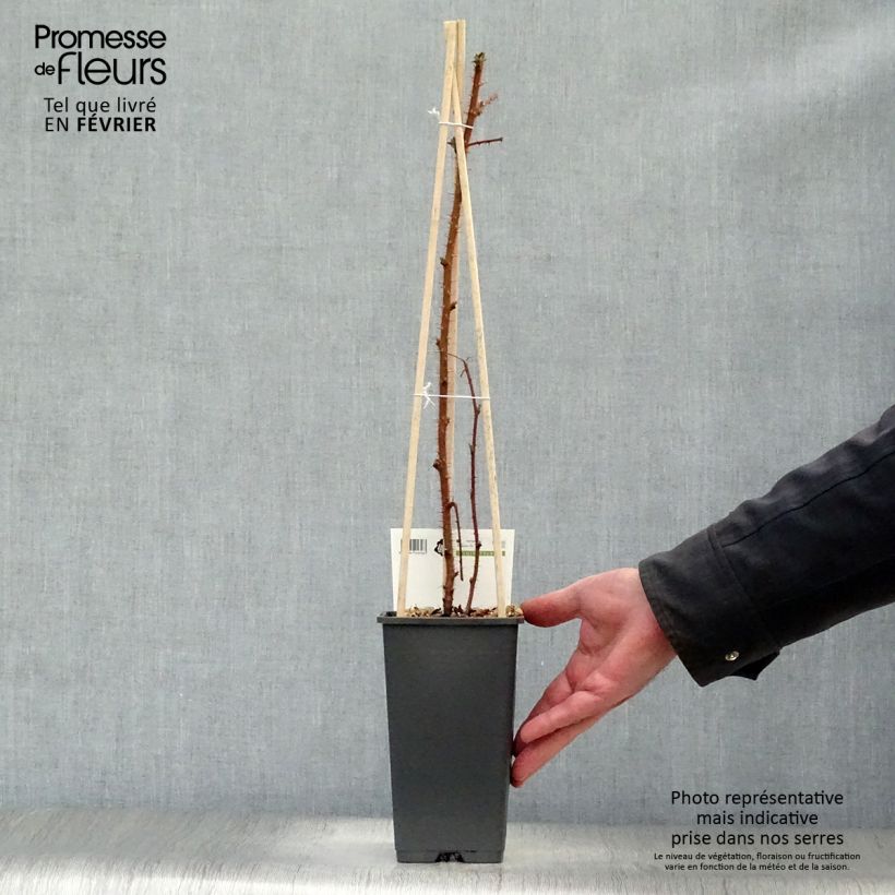 Rubus phoenicolasius 'Raisin du Japon' - Wineberry 1.5L/2L pot, Clump sample as delivered in winter