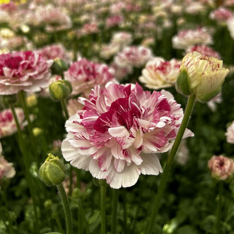 Ranunculus asiaticus Brushmark Cesar® - Persian Buttercup (Flowering)
