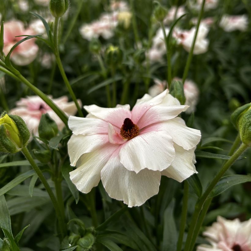 Ranunculus asiaticus Butterfly Ariadne® - Persian Buttercup (Flowering)
