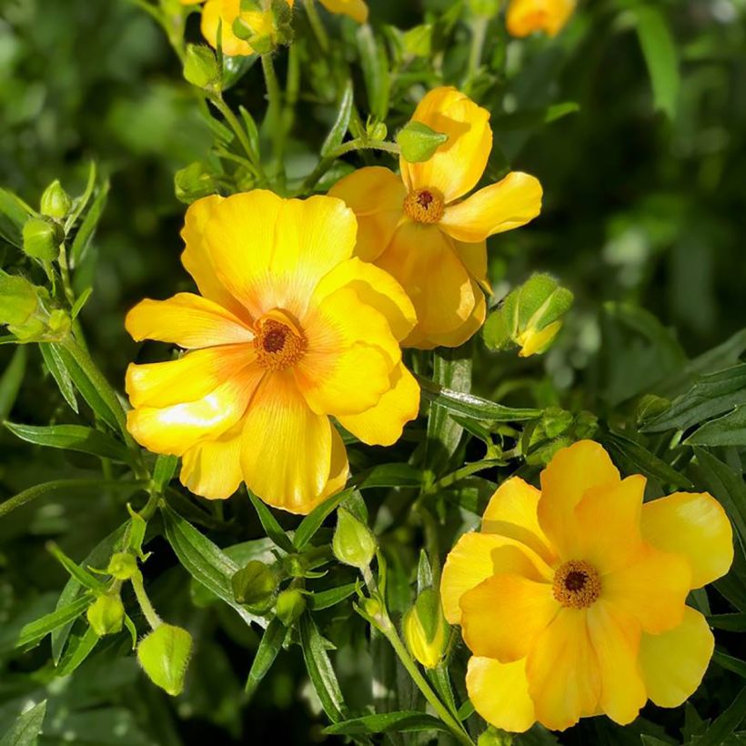 Ranunculus asiaticus Butterfly Dione® - Persian Buttercup (Flowering)