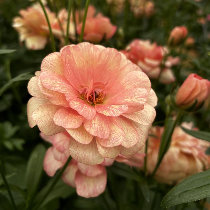 Ranunculus asiaticus Butterfly Eris® - Persian Buttercup (Flowering)