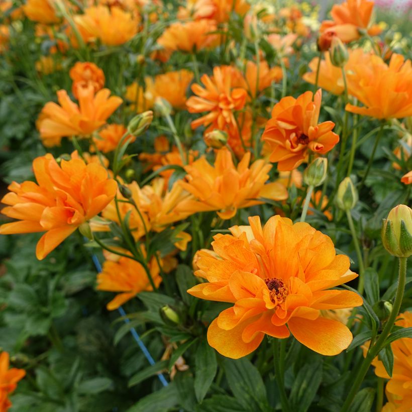 Ranunculus asiaticus Butterfly Galatea® - Persian Buttercup (Flowering)