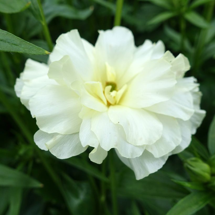 Ranunculus asiaticus Butterfly Graces® - Persian Buttercup (Flowering)
