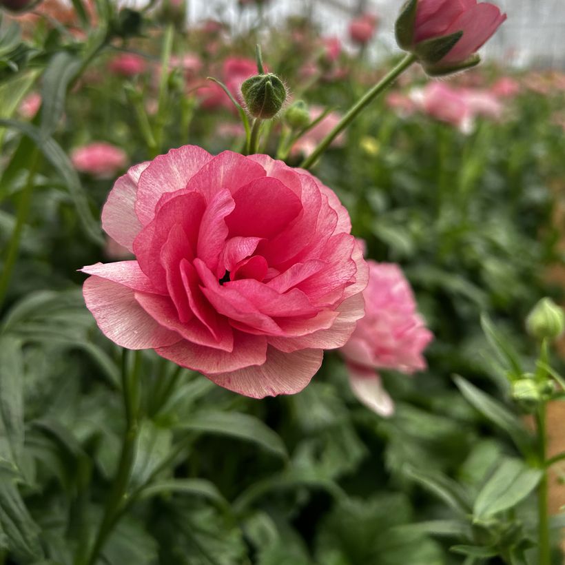 Ranunculus asiaticus Butterfly Hera® - Persian Buttercup (Flowering)
