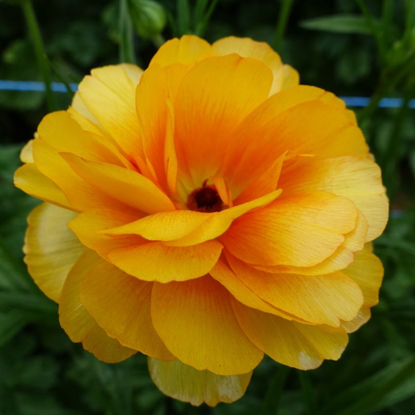Ranunculus asiaticus Butterfly Minerva® - Persian buttercup (Flowering)
