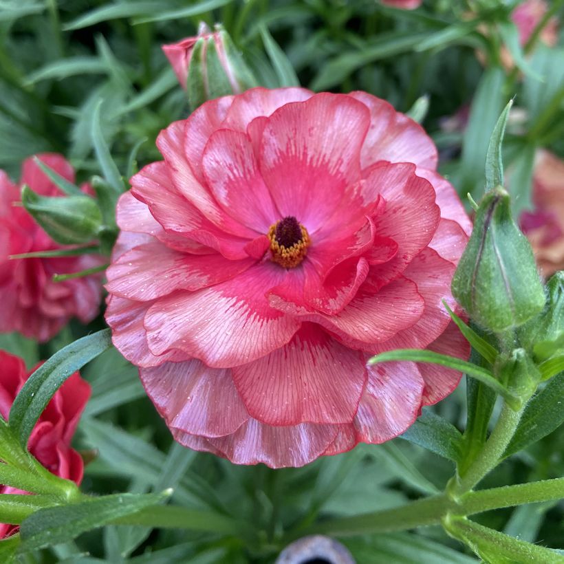 Ranunculus asiaticus Butterfly Musa® - Persian buttercup (Flowering)