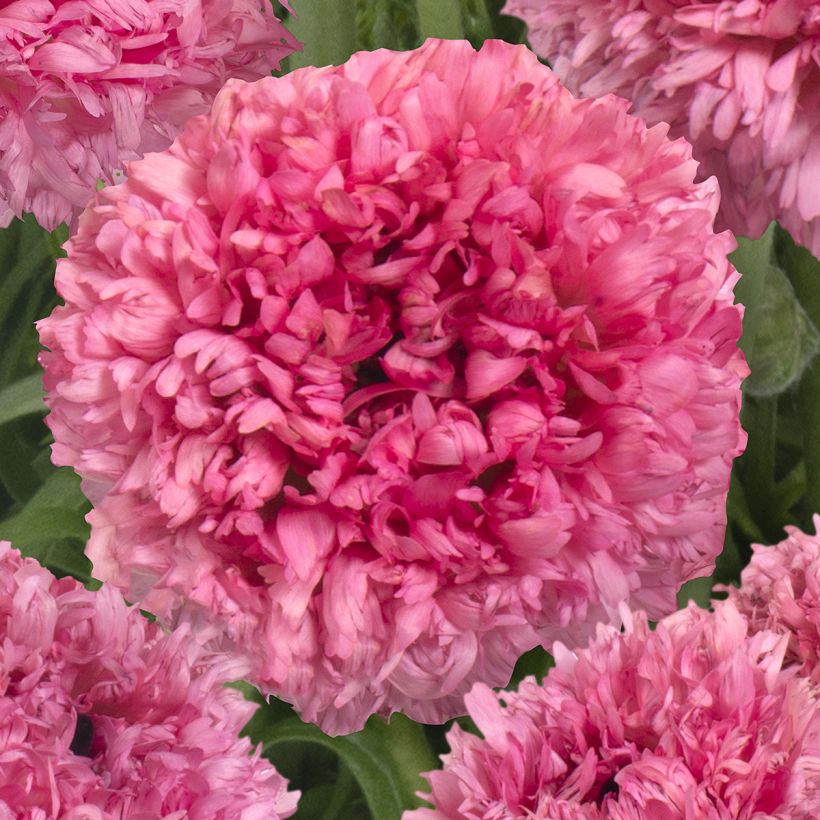 Ranunculus asiaticus Poodle Ramlia® - Persian buttercup (Flowering)
