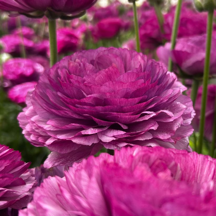 Ranunculus asiaticus Romance Loubeyres® - Persian buttercup (Flowering)