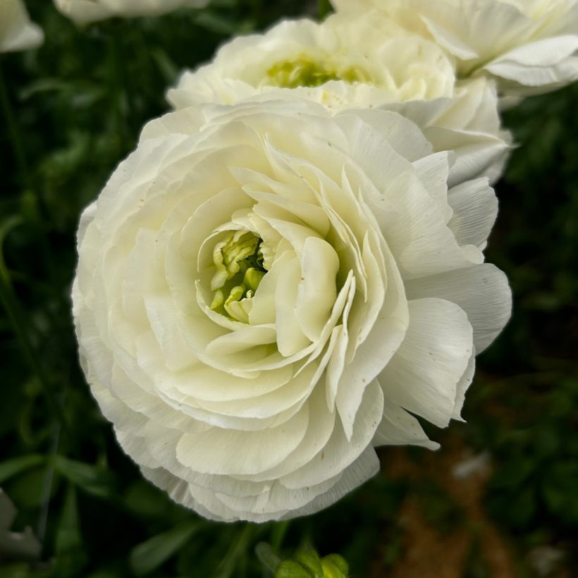 Ranunculus asiaticus Romance Montenvers® - Persian buttercup (Flowering)