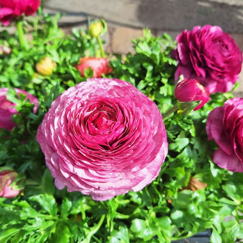 Ranunculus hybrida Vortex F1 Hot Pink - Persian Buttercup (Flowering)