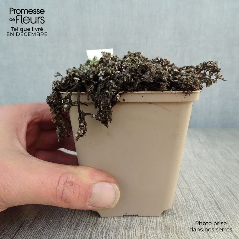 Raoulia australis - Vegetable Sheep 8/9 cm pot sample as delivered in winter