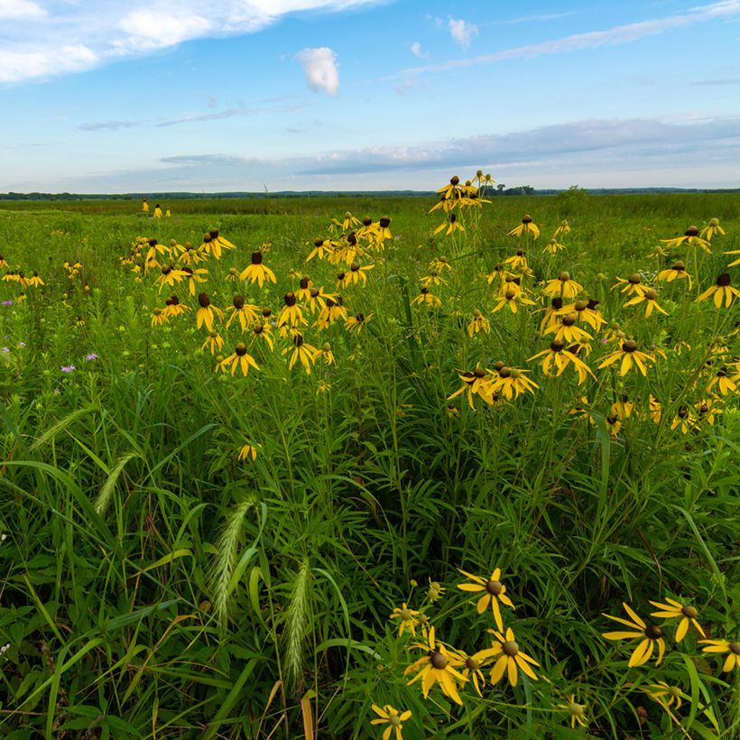 Ratibida pinnata - Yellow Coneflower (Plant habit)
