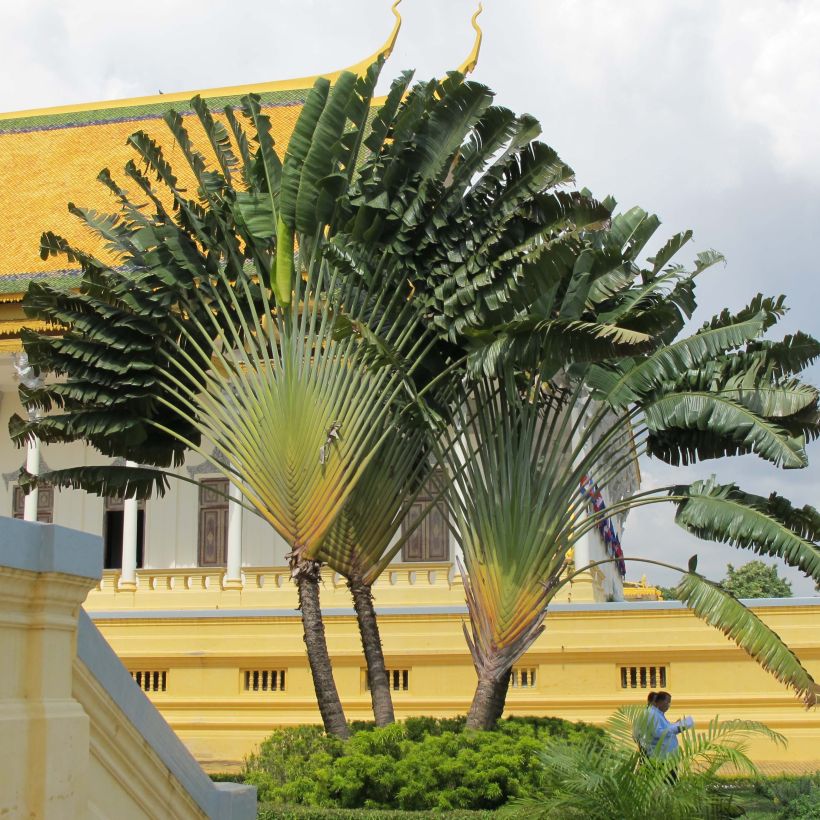 Ravenala madagascariensis  - Traveller's palm (Plant habit)