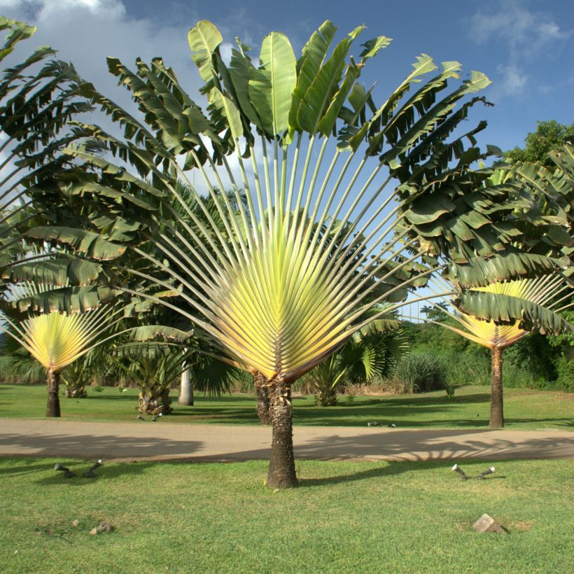 Ravenala madagascariensis seeds - Traveller's palm (Plant habit)