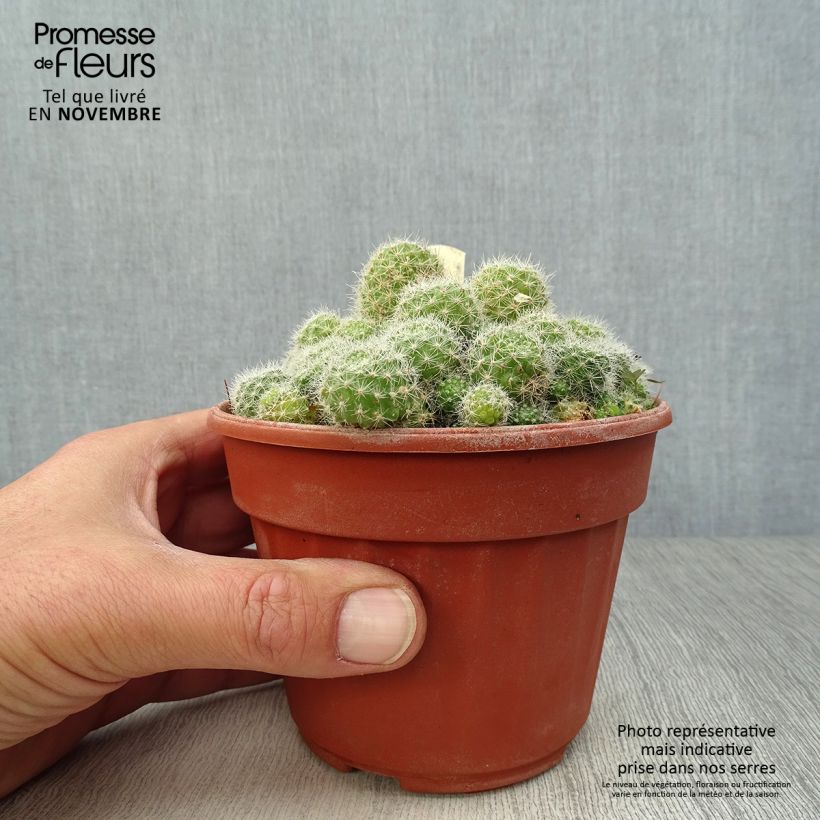 Rebutia sp. 12cm pot sample as delivered in autumn