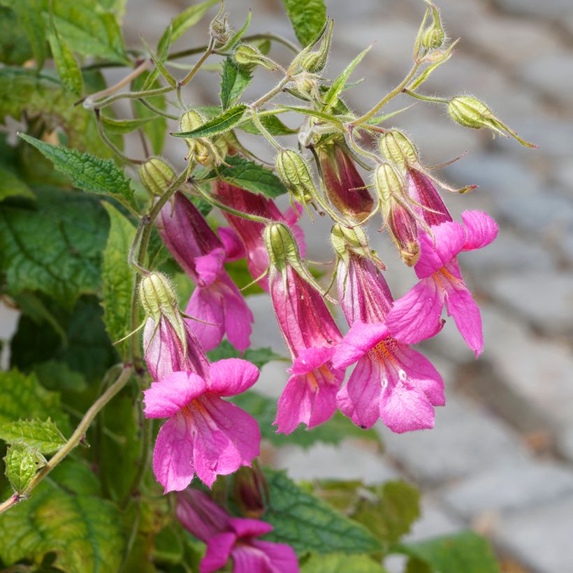 Rehmannia elata (Flowering)