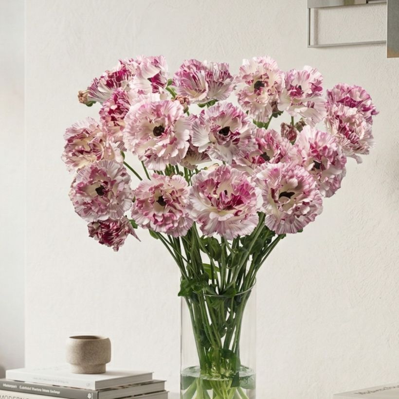 Ranunculus asiaticus Brushmark Cesar® - Persian Buttercup (Plant habit)