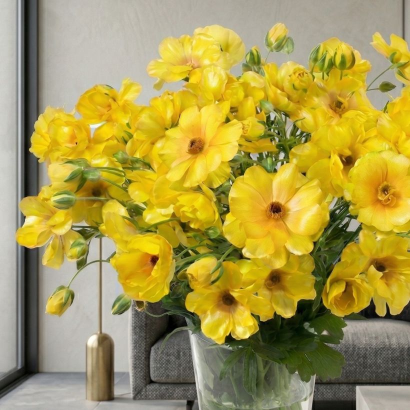 Ranunculus asiaticus Butterfly Dione® - Persian Buttercup (Plant habit)