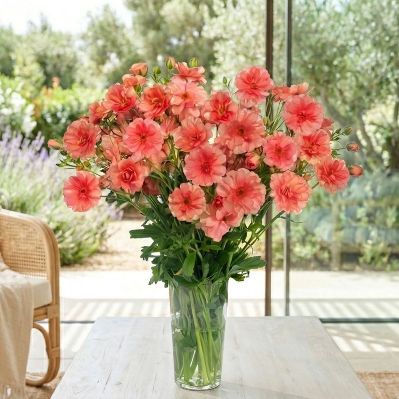 Ranunculus asiaticus Butterfly Eris® - Persian Buttercup (Plant habit)