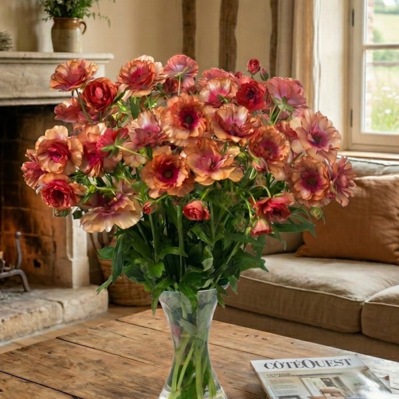 Ranunculus asiaticus Butterfly Musa® - Persian buttercup (Plant habit)