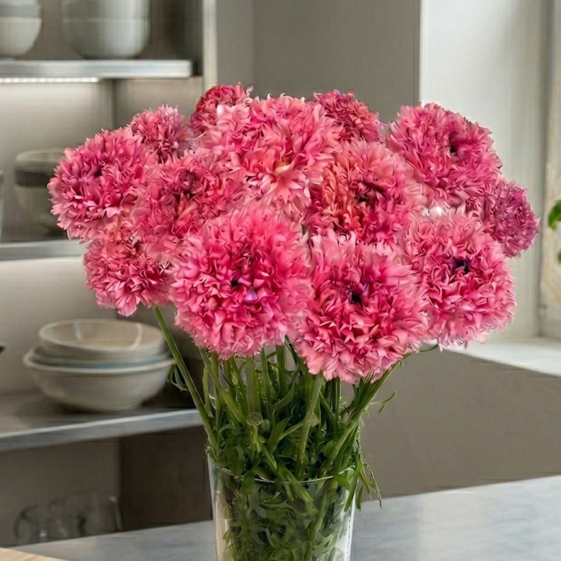 Ranunculus asiaticus Poodle Ramlia® - Persian buttercup (Plant habit)