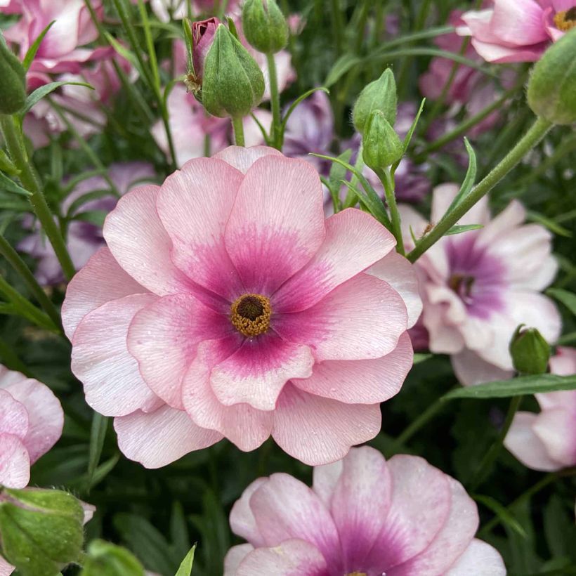 Ranunculus asiaticus Butterfly Thiva® - Persian buttercup (Flowering)