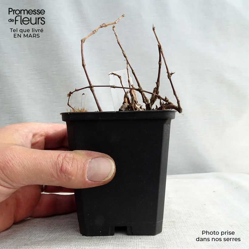 Persicaria Indian Summer - Knotweed 8/9 cm pot sample as delivered in spring