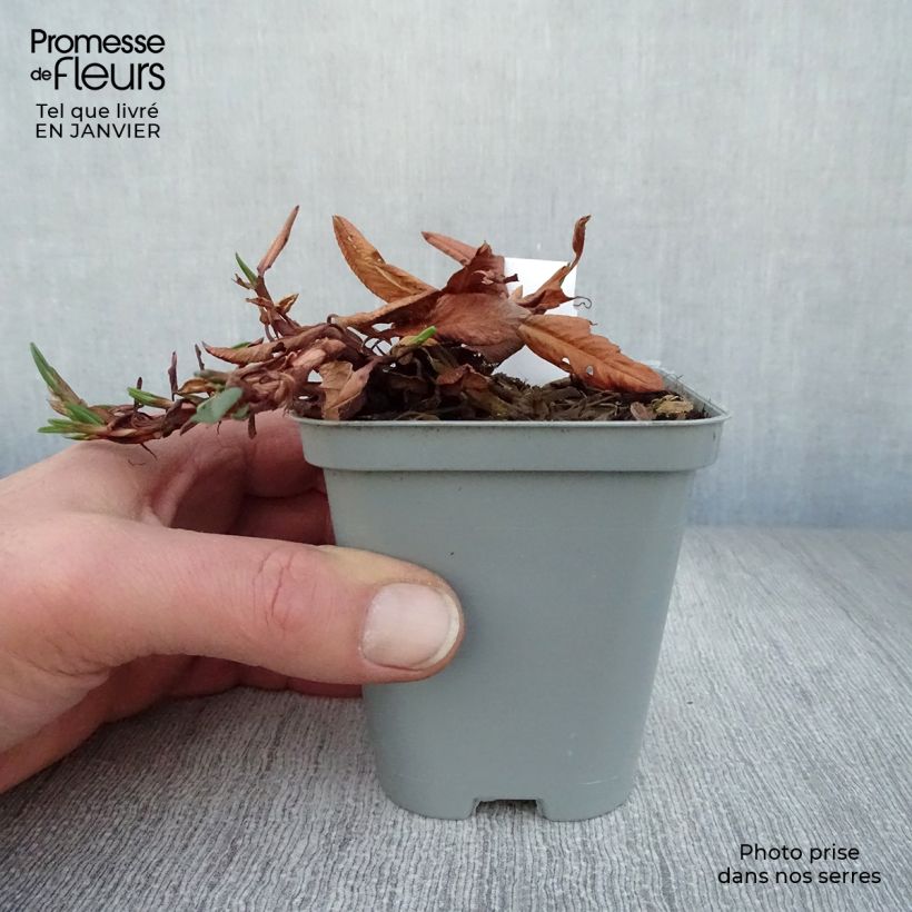 Persicaria affinis Darjeeling Red 8/9 cm pot sample as delivered in winter