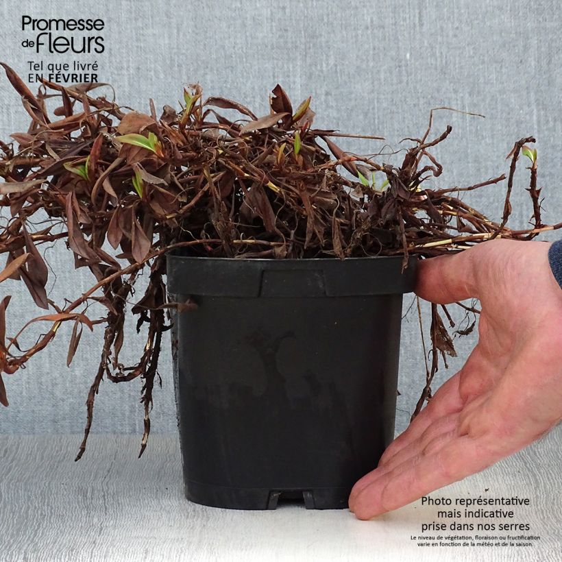 Persicaria affinis Darjeeling Red 2L/3L pot sample as delivered in winter