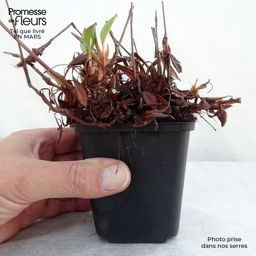 Persicaria affinis Donald Lowndes 8/9 cm pot sample as delivered in spring