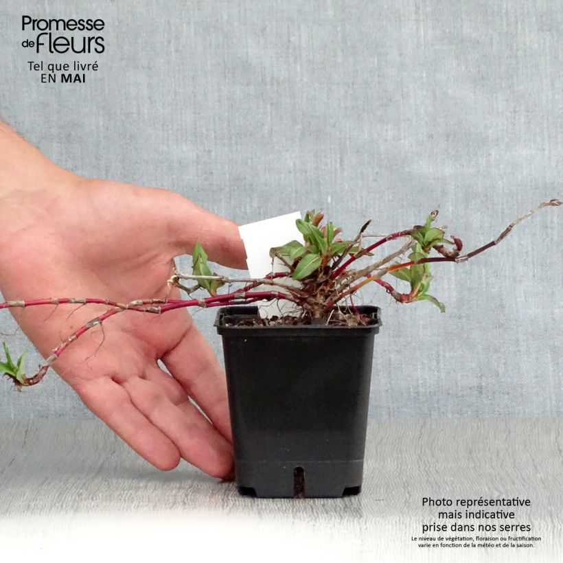 Persicaria affinis Kabouter 8/9 cm pot sample as delivered in spring