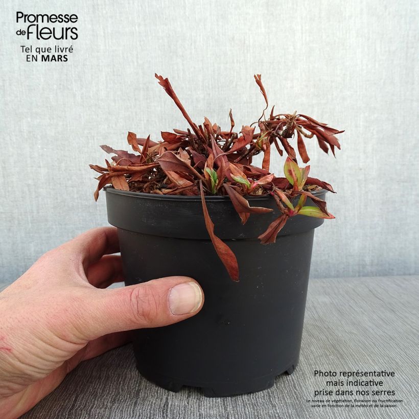 Persicaria affinis Kabouter 2L/3L pot sample as delivered in winter
