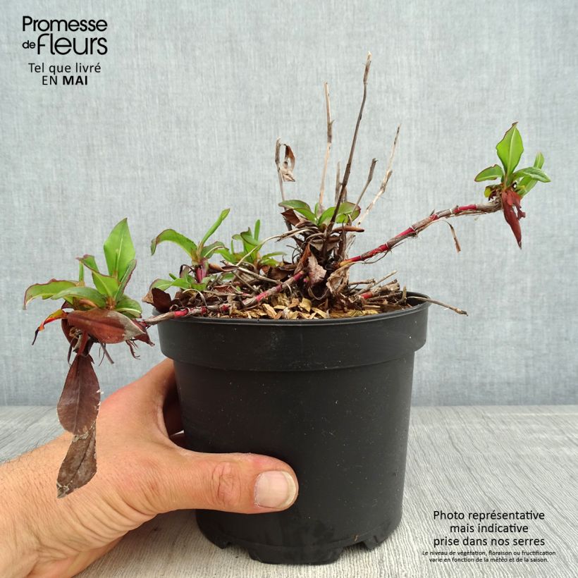 Persicaria affinis Kabouter 2L/3L pot sample as delivered in spring