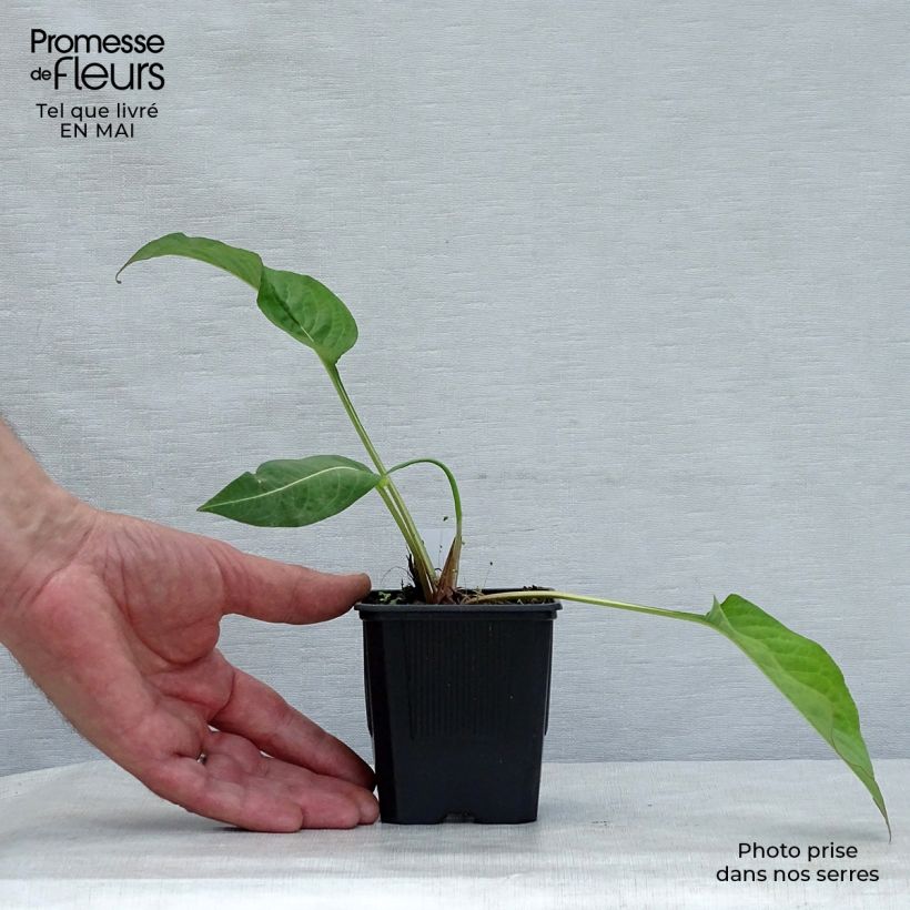 Persicaria amplexicaulis Alba - Mountain Fleece 8/9 cm pot sample as delivered in spring