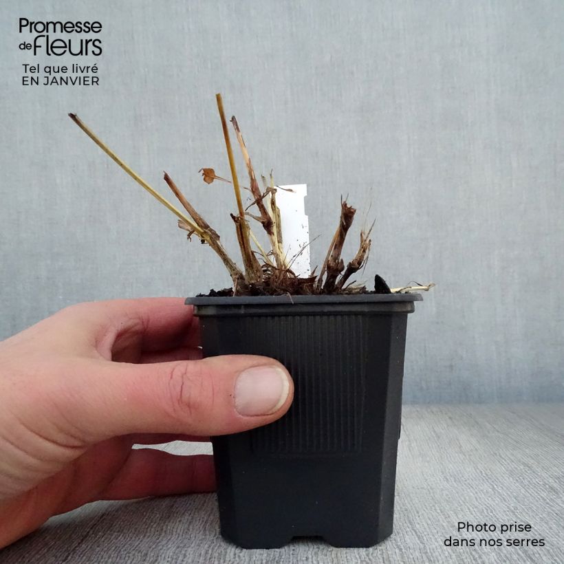 Persicaria amplexicaulis Alba - Mountain Fleece 8/9 cm pot sample as delivered in winter