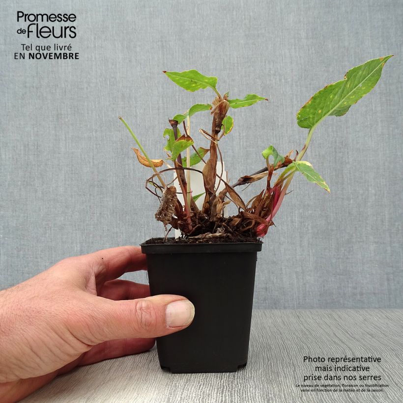 Persicaria amplexicaulis Blackfield - Mountain Fleece 8/9 cm pot sample as delivered in autumn