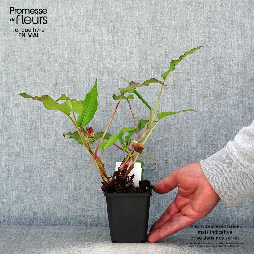 Persicaria amplexicaulis Bloody Mary - Mountain Fleece 8/9 cm pot sample as delivered in spring