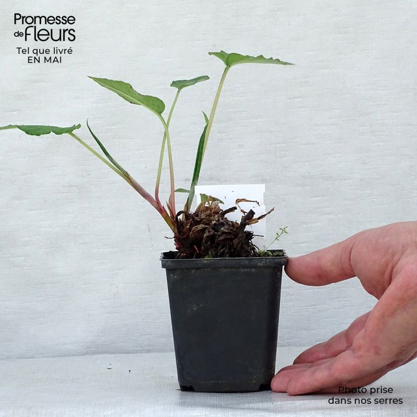 Persicaria amplexicaulis Fat Domino - Mountain Fleece 8/9 cm pot sample as delivered in spring