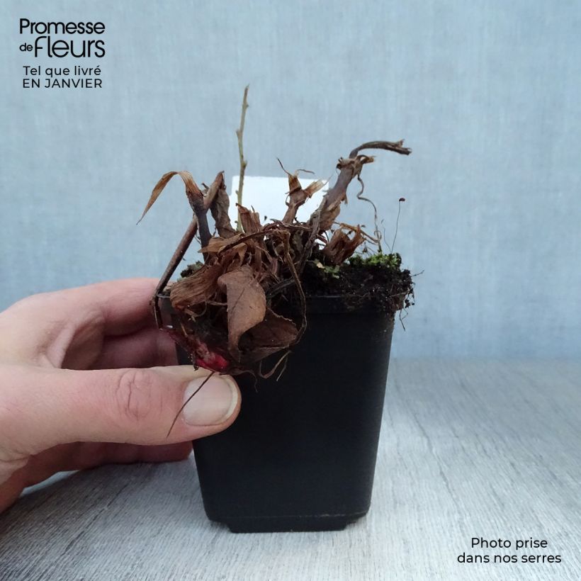 Persicaria amplexicaulis Fat Domino - Mountain Fleece 8/9 cm pot sample as delivered in winter